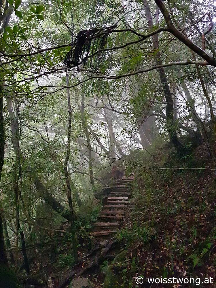 Mystischer Nebel im Yakusugi Land, Yakushima, Japan