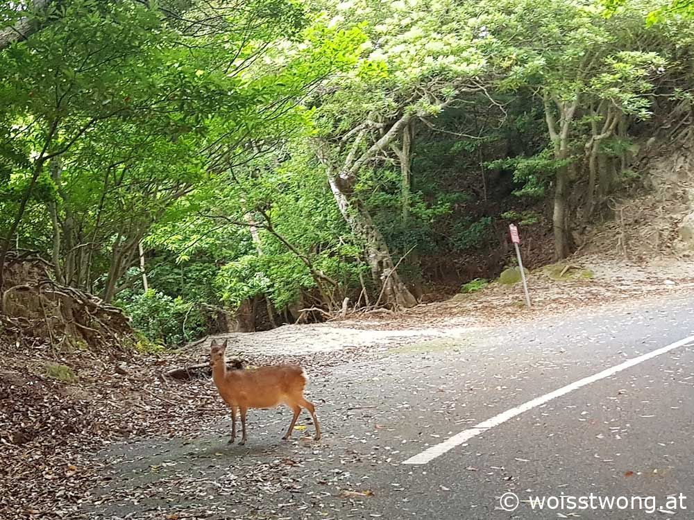 Yakushima-Reh auf der Küstenstraße im Westen der Insel
