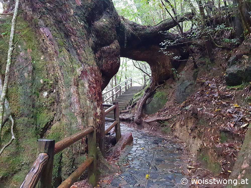 Riesige Zedernwurzel im Yakusugi Land, Yakushima, Japan