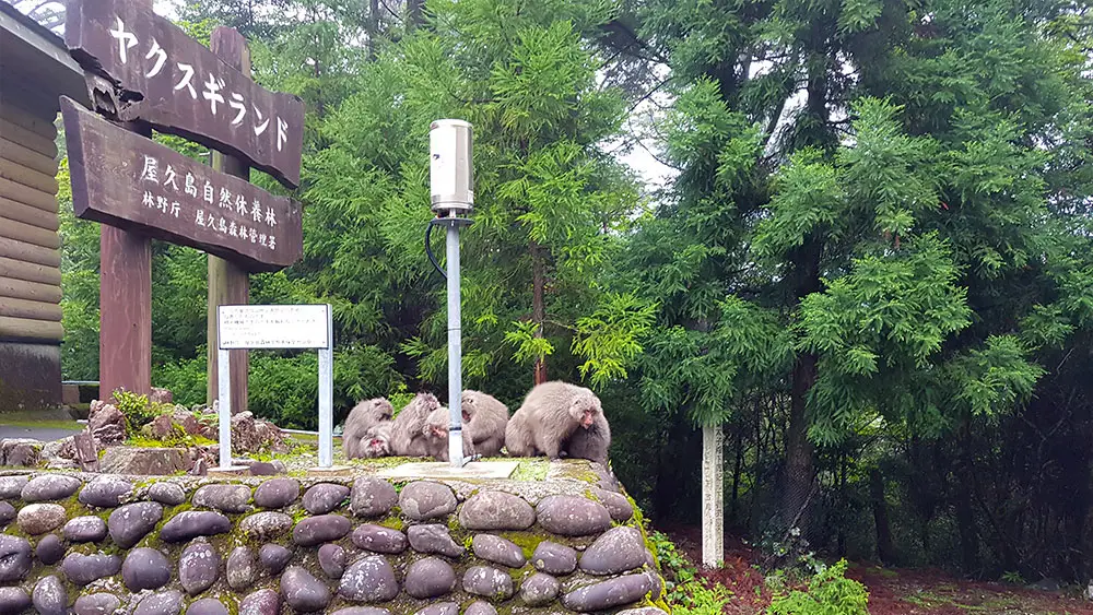 Yakushima-Makaken am Parkplatz Eingang des Wanderweges Yakusugi Land, Yakushima, Japan